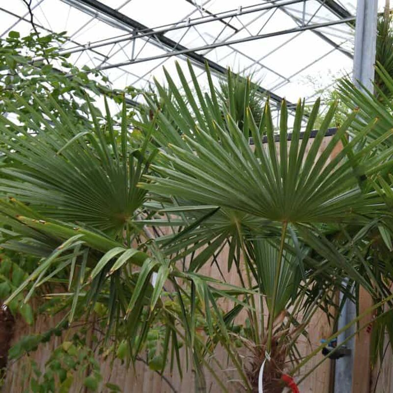 Chamaerops excelsus (Regular CG 125-150 cm 1) 125-150 cm